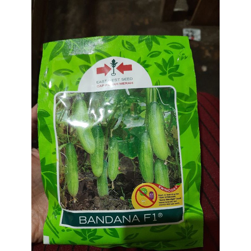 Benih Mentimun Bandana F1