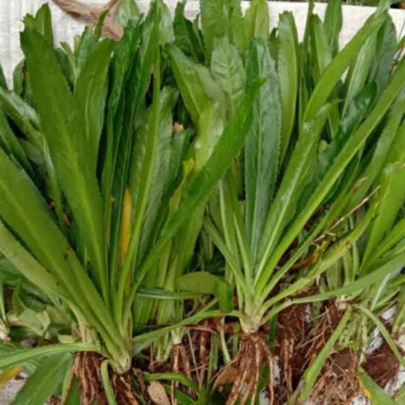 

500gr Daun Walang Sangit fresh