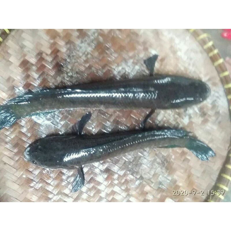 

IKAN GABUS