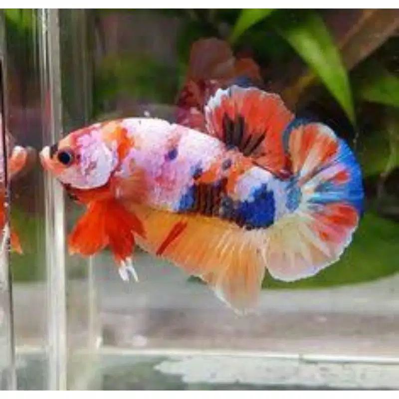 ikan cupang hias betina / cupang nemo siap kontes / cupang nemo female