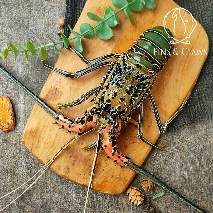 

Live Indonesian Spiny Lobster
