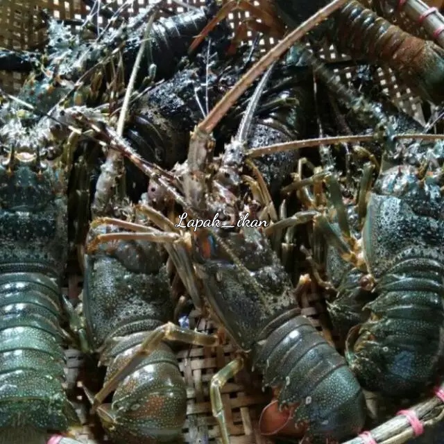 Udang Lobster Laut Segar 1Kg Udang Lobster Fresh Dan BERGARANSI