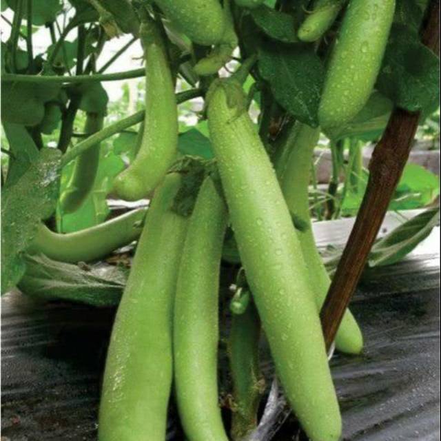 

Terong hijau 1 kg fresh