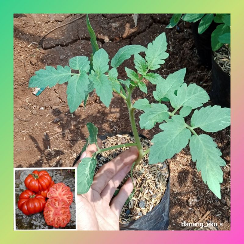Bibit Tomat mawar hidup / mawar kriting