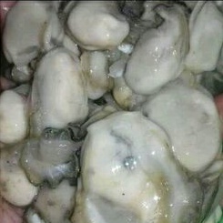 

Daging Kerang Tiram Fresh 1 Kg