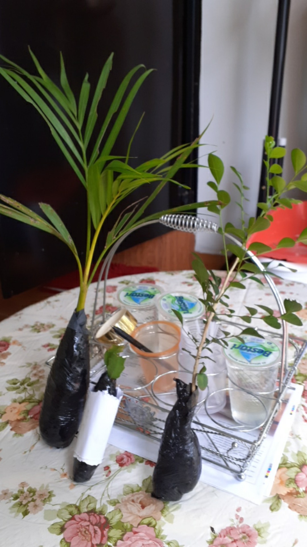 Tanaman Hias Bunga Kemuning - Pohon Kemuning