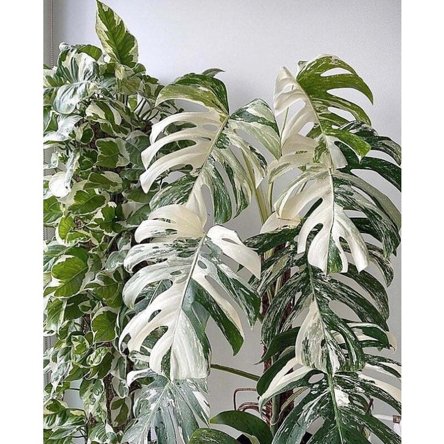 monstera varigata daun satu pancing