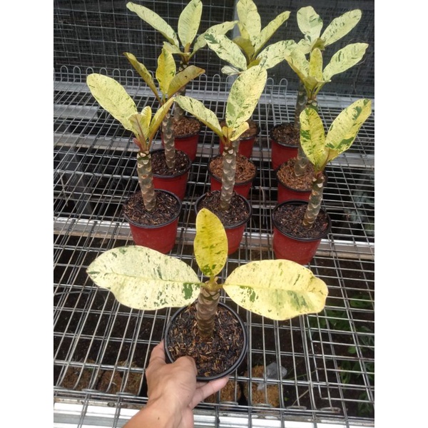 (BISA COD) PROMO kamboja varigata - plumeria varigata tanaman hias plumeria varigata