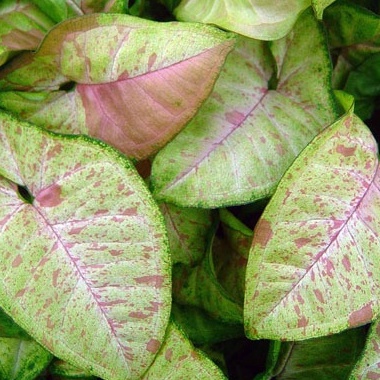Syngonium Confetti Tricolor / syngonium / singonium / syngonium pink / singonium pink / singonium pi
