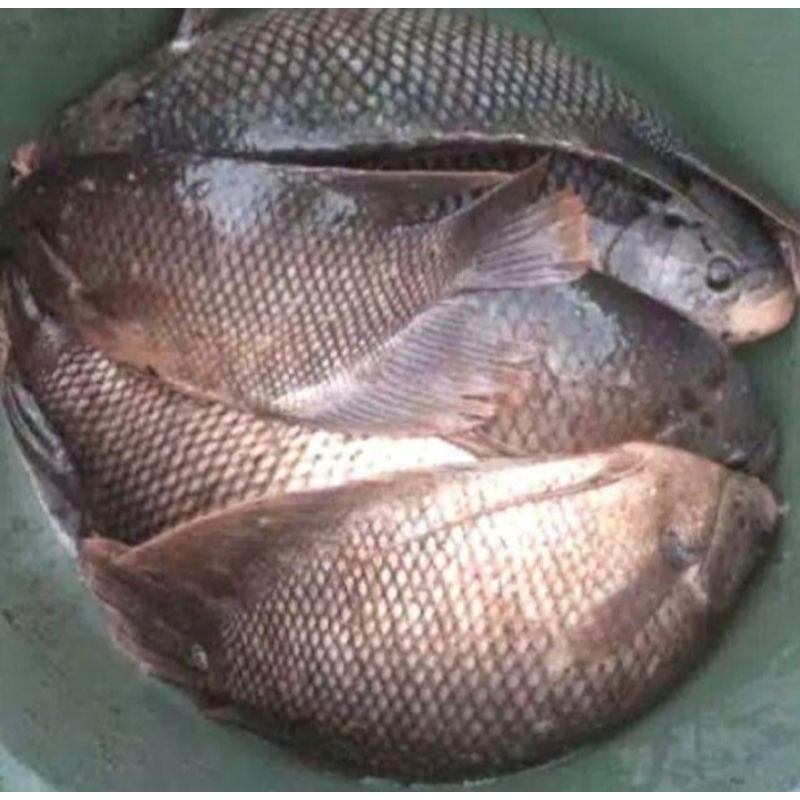 

Ikan Gurame 500gram-1000gram