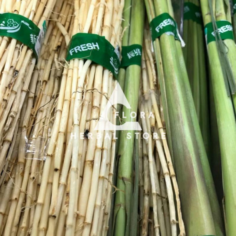 

Akar alang-alang segar l akar obat herbal tradisional