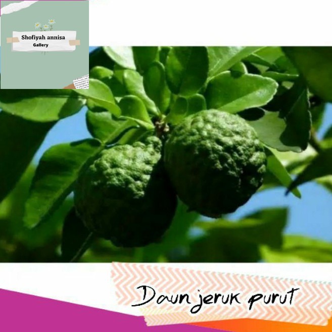 

Daun jeruk purut 100gr