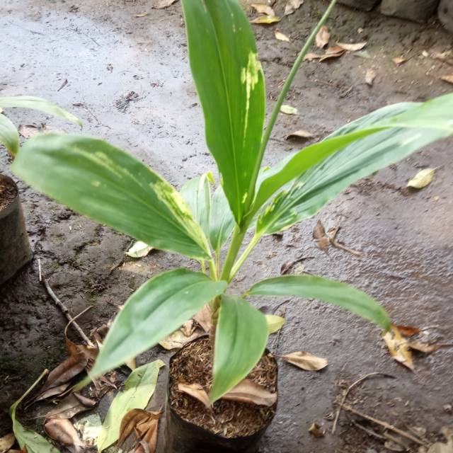 Hanjuang andong hijau