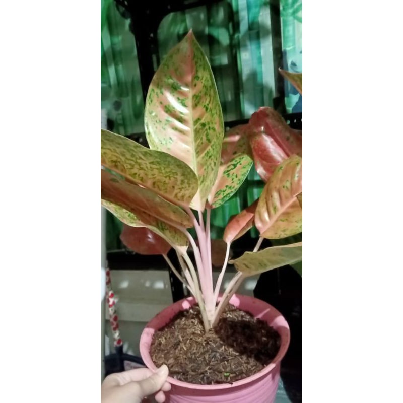 Aglonema Big Roy Dewasa 4-5 daun jumbo / aglonema lulaiwan murah