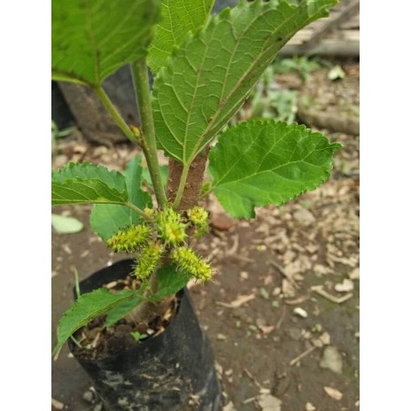 Bibit Tanaman Murbei berbuah/Besaran murbei super