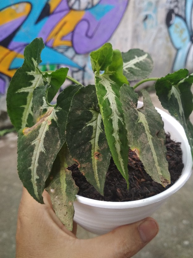 Keladi Syngonium Rayii (min : 10 Plant)