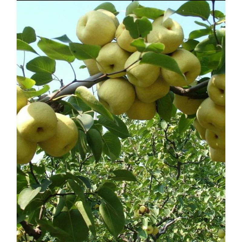 bibit buah pir madu super cangkok