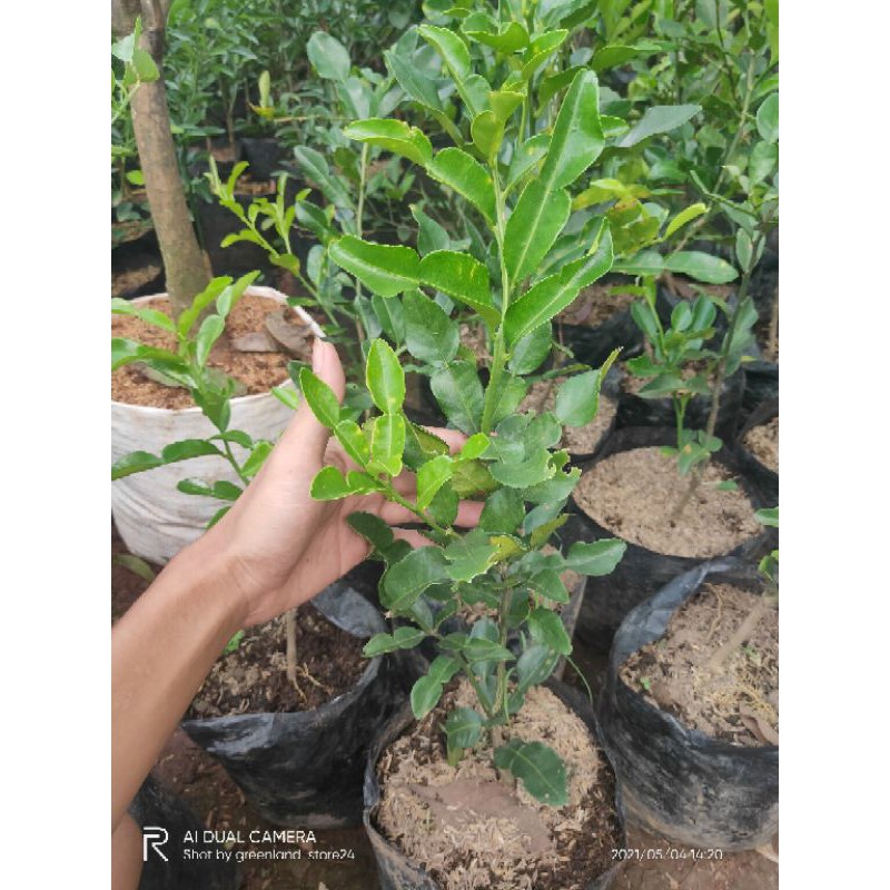 bibit pohon jeruk purut - jeruk purut - tambulampot - pohon jeruk purut - bibit pohon jeruk