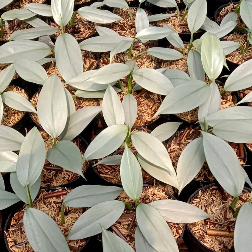 READY TANAMAN BUNGA HASTATUM SILVER TANAMAN HIAS BUNGA HASTATUM MURAH BERKUALITAS