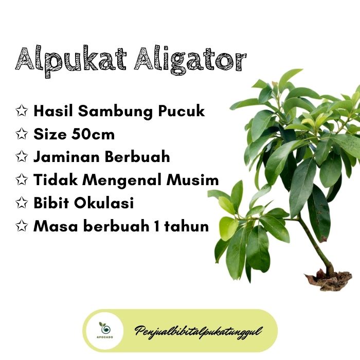 Bibit Alpukat Yang Bagus, Bibit Alpukat Yang Cepat Berbuah, Pohon Alpukat Aligator, Pohon Alpukat Al