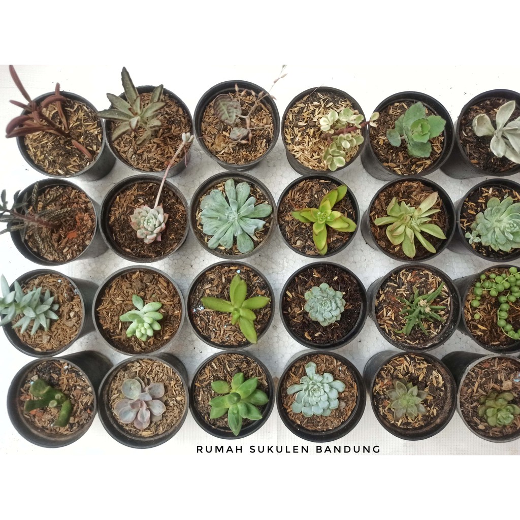 Sukulen Mix dan Kaktus Mini Berbagai Jenis. Ukuran Kecil Sampai Sedang. (Minimal Order 6 Pcs)