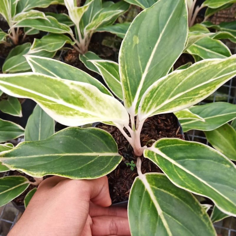 aglonema lipstik puding