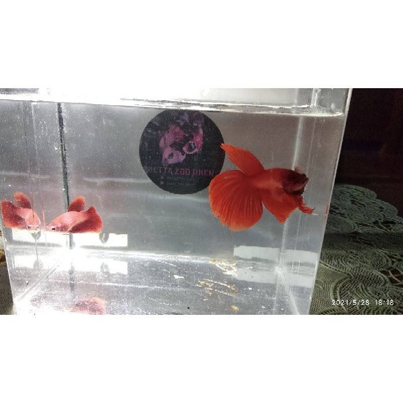 cupang HM super red sepasang / sejodo / 1 pair