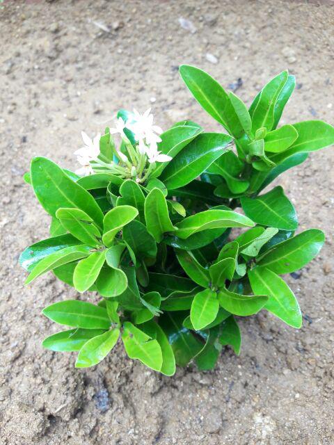 Tanaman Hias Soka Jambon Bunga Putih