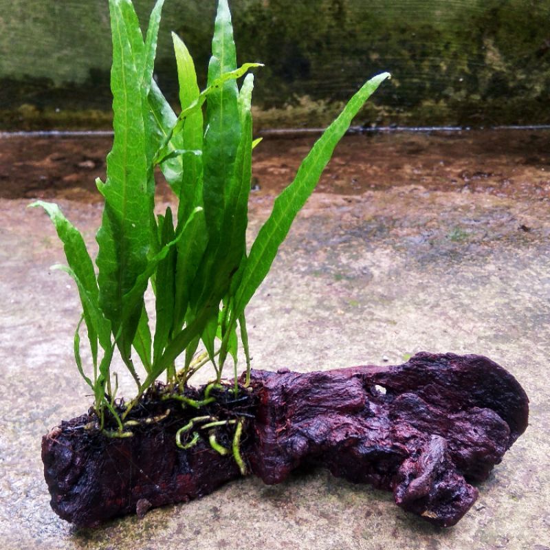 Tanaman Aquascape Microsorum narrow bangkok media kayu rentek kadaka low co2 low light