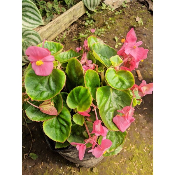 Tanaman hias begonia import pink