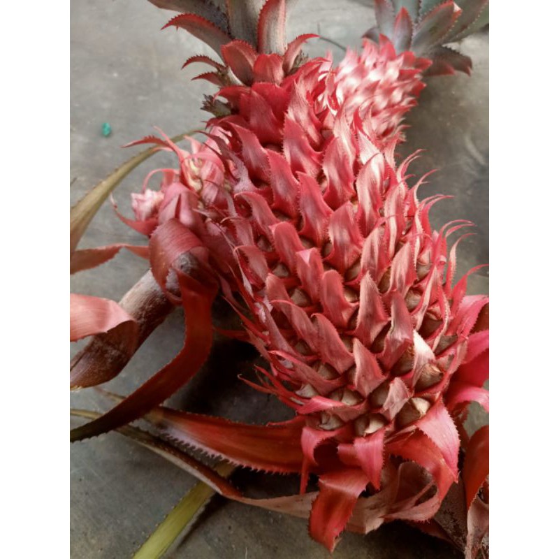 

harga termurah buah nanas merah asli 1 kg