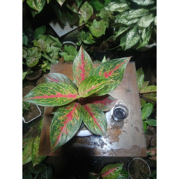 aglonema redAnita