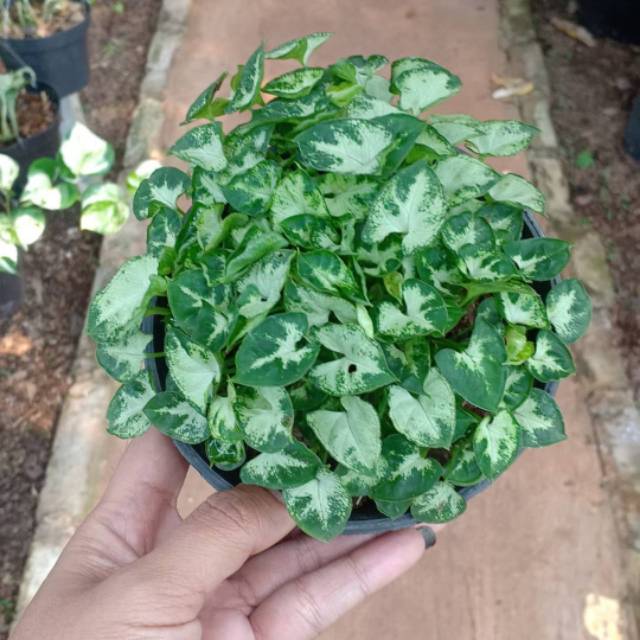 Tanaman Keladi mini / keladi liliput