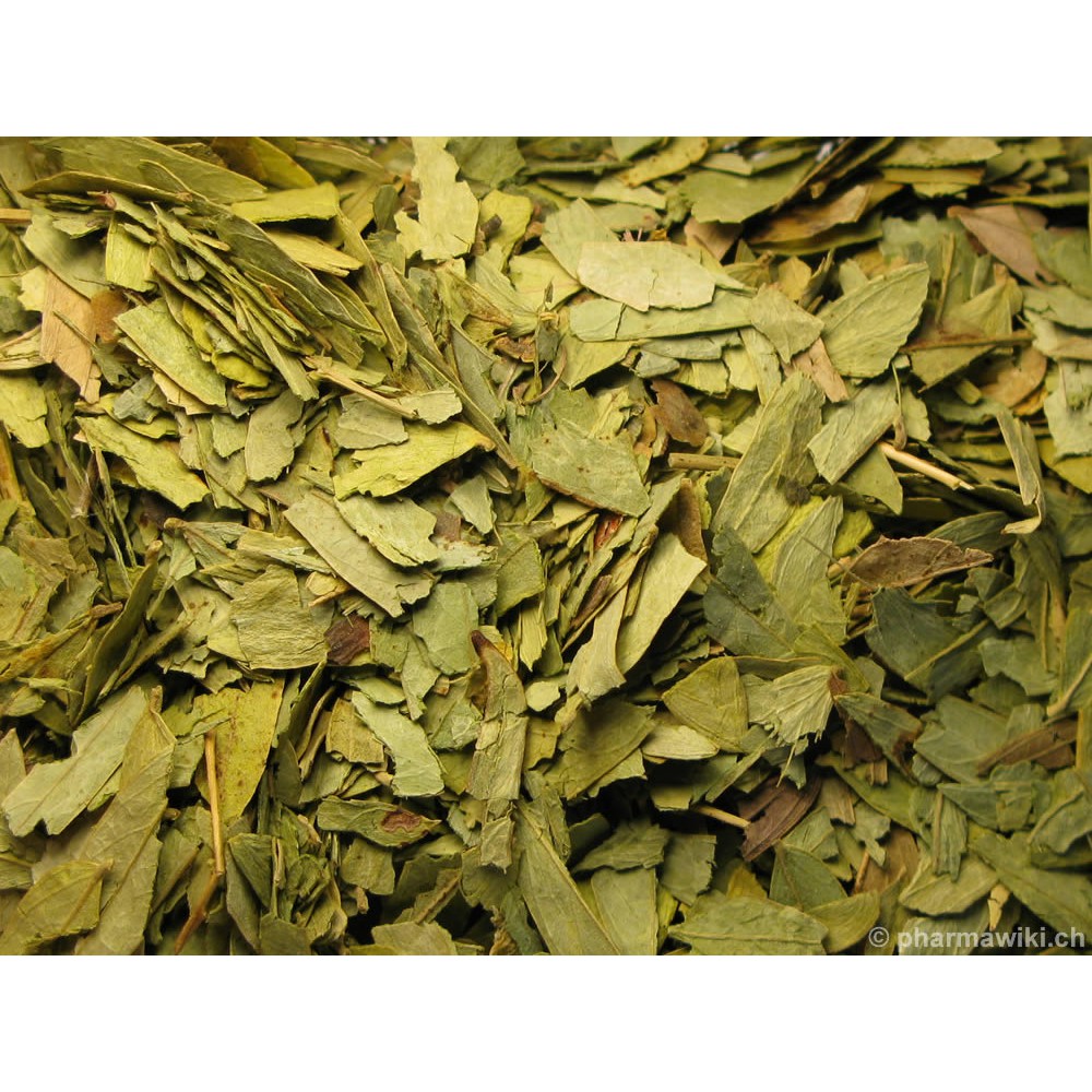 

600 gram FOLIUM SENNAE / FAN XIE YE / DAUN JATI CINA / TEH KURUS ASLI HERBAL ALAMI TERLARIS