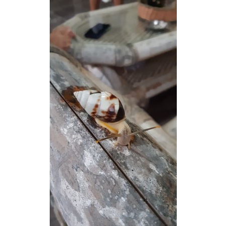 siput putih siput albino