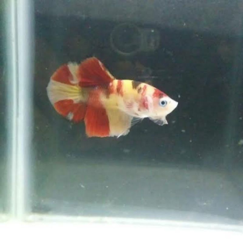CUPANG NEMO KOI GALAXY TOP GRADE YELLOW BASE REAL PICTURE