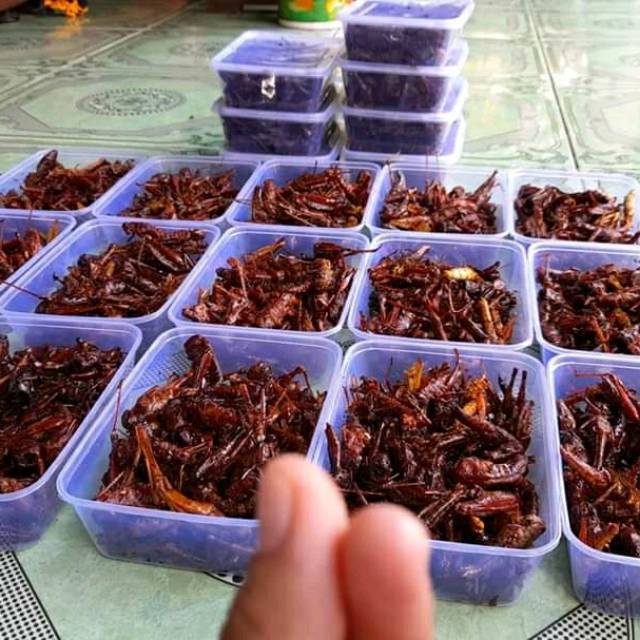 

Belalang jati murah kemasan box 500ml