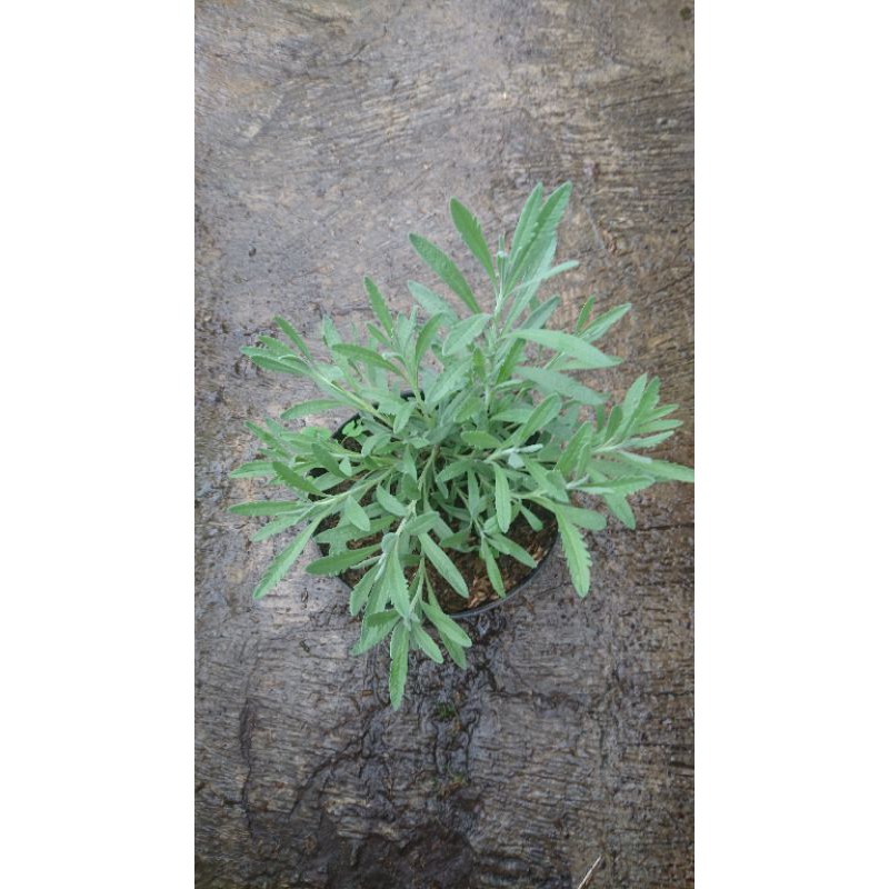 tanaman lavender asli / lavandula angustifolia