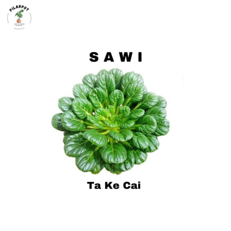 Benih bibit SAWI PAGODA F1 TA KE CAI known you seed - KYS TA KE CAI