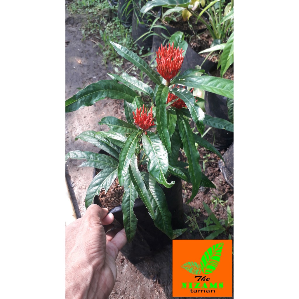 Tanaman Hias Bunga Asoka - Bibit Tanaman Hias Bunga Asoka - Pohon Bunga Asoka