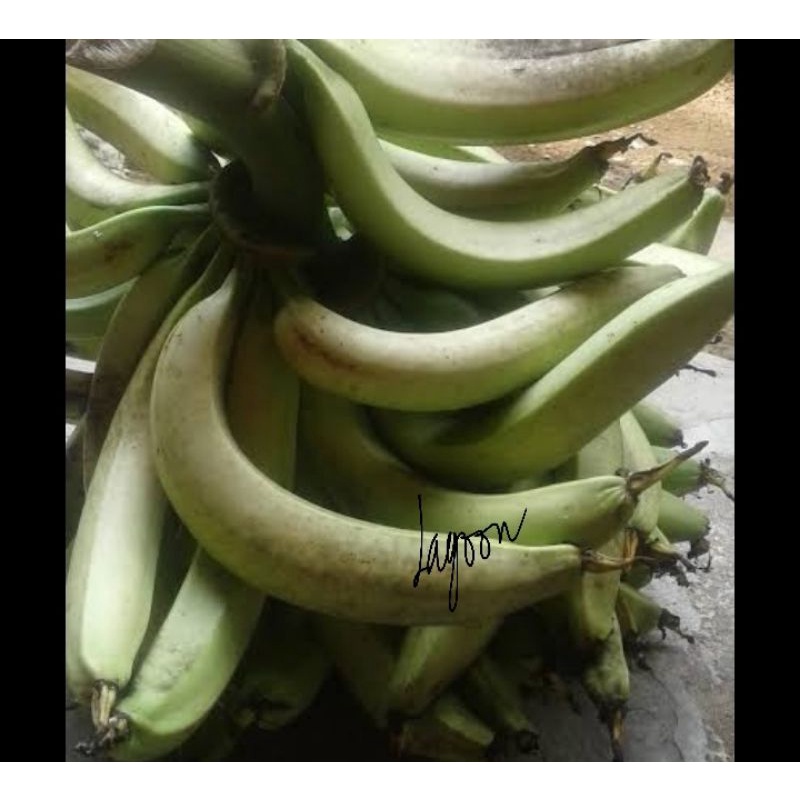 

pisang lampeneng/buah pisang lampeneng