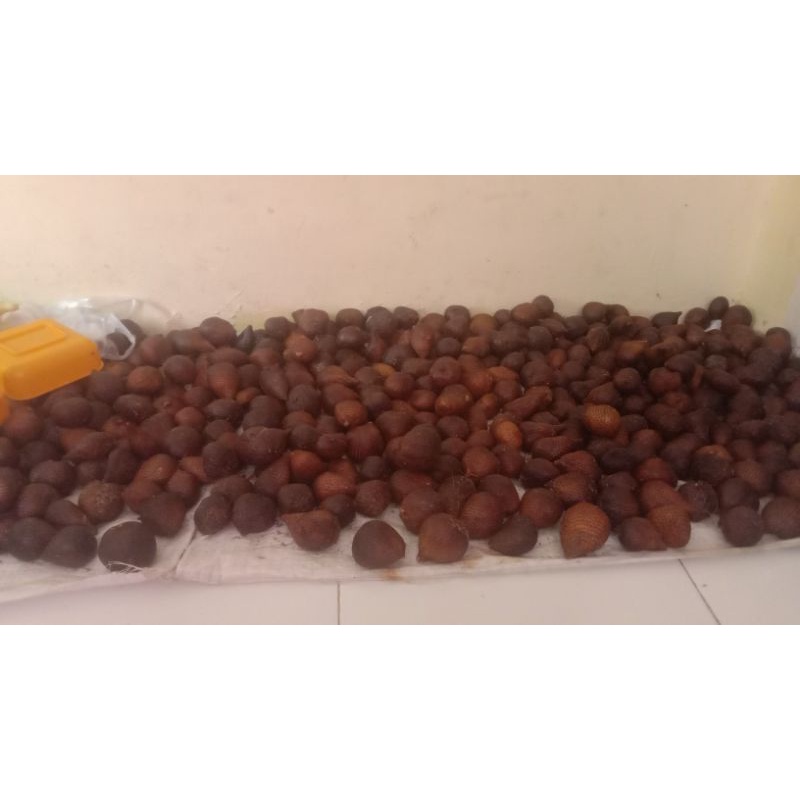 

salak sidimpuan
