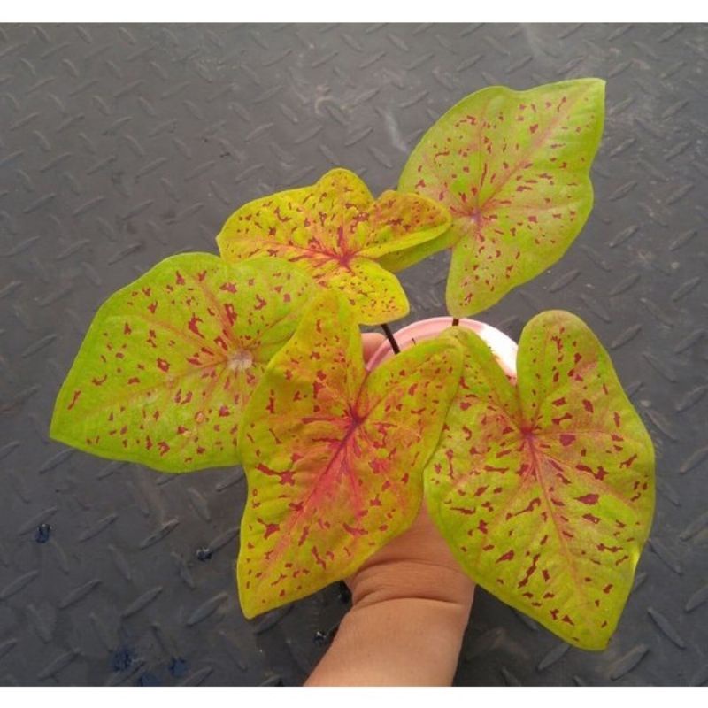 CALADIUM YELLOW LEOPART KELADI YELLOW LOPART