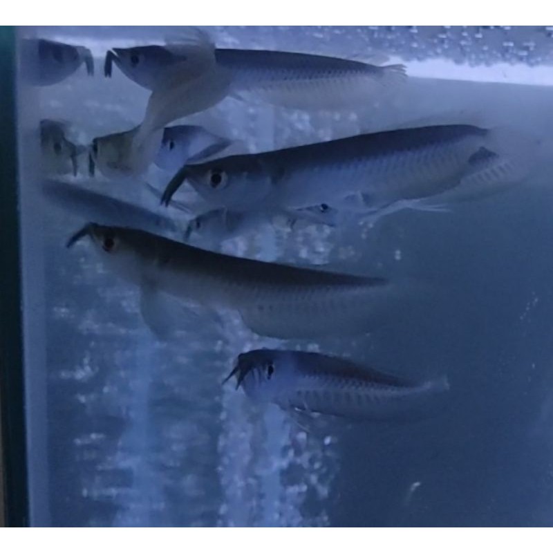 Ikan Arwana Silver Red MURAH, Ukuran 8-9 Cm