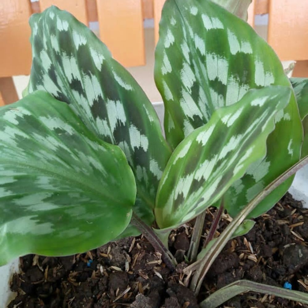 Tanaman Hias Calathea Merak - Tanaman Calathea Merak - Calathea Merak Murah