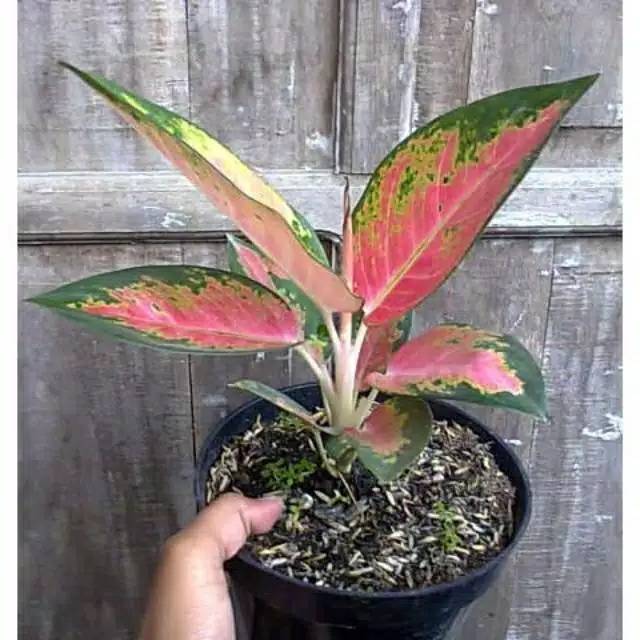 Aglonema kochin paramruay