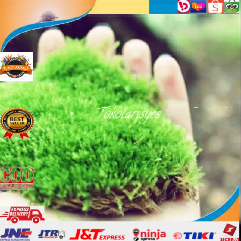 LUMUT HIDUP/MOSS HUTAN/LUMUT HUTAN