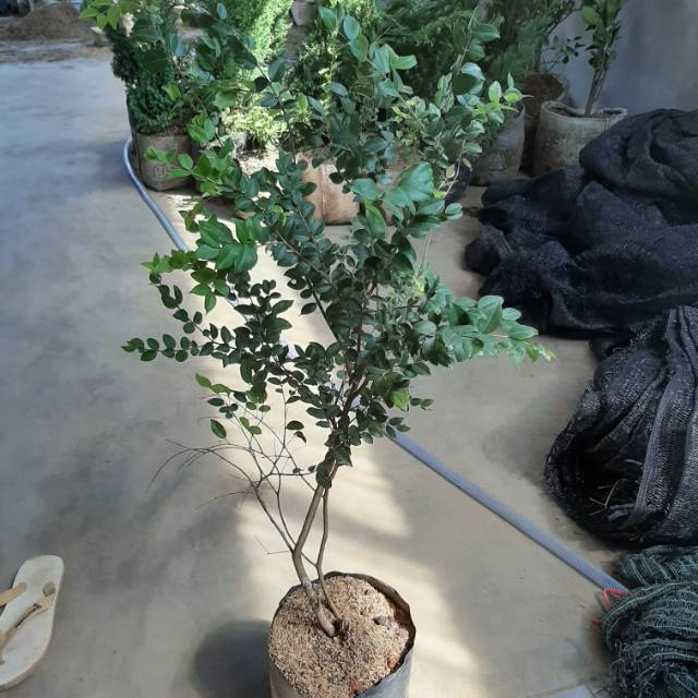 Bibit buah anggur brazil 1 meter