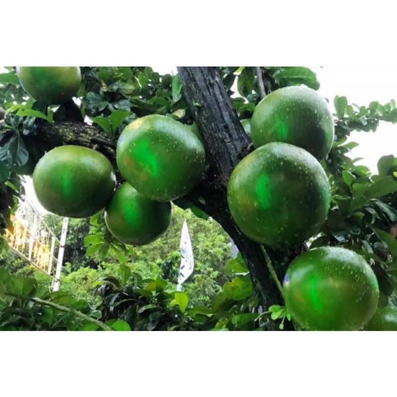 

buah berenuk - buah maja - buah majapahit segar