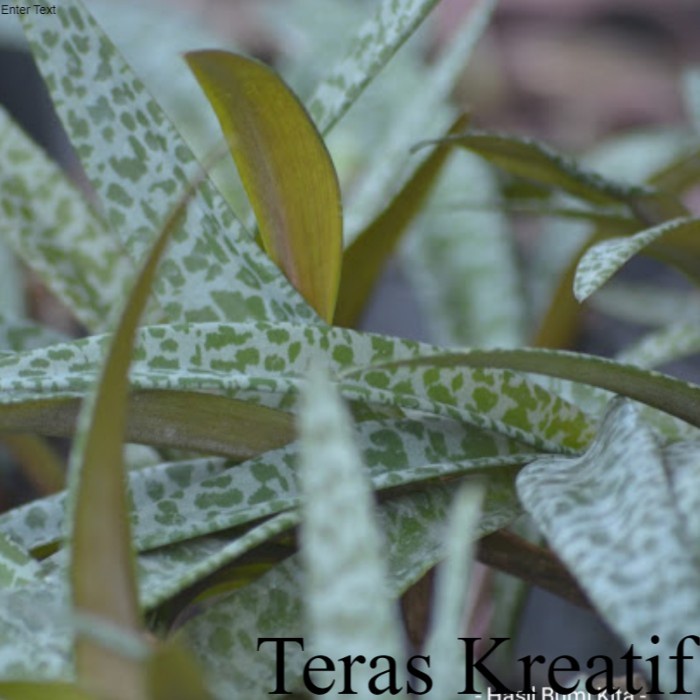 100 Biji Keladi Lidah Katak Drimiopsis Giant Squill Biji Keladi Kodok ; Bunga & Tanaman Terlengkap